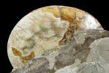 Fossil Ammonites (Sphenodiscus) - South Dakota #144027-7